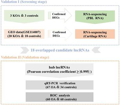 RNA Sequencing Reveals LINC00167 as a Potential Diagnosis Biomarker for Primary Osteoarthritis: A Multi-Stage Study